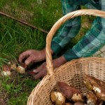 akcesoria kuchenne Grzyby obrodzą? Grzybiarze znajdą w Bricomarché rozwiązanie za 69,99 zł