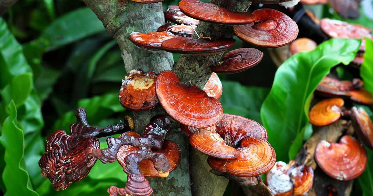 Grzyby reishi od wieków są używane w chińskiej medycynie ludowej /123RF/PICSEL