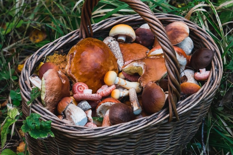 Grzyby są nie tylko smaczne ale również odżywcze. Warto zbierać szczególnie te, które uznaje się za najzdrowsze /123RF/PICSEL
