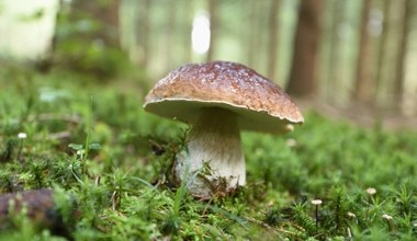 Grzyby są skarbnicą ważnego pierwiastka. W Polsce go brakuje