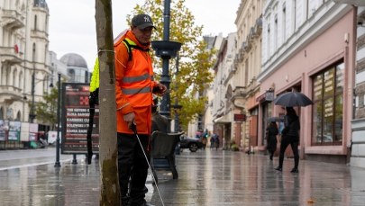 Grzyby "szczepią" drzewa w Łodzi