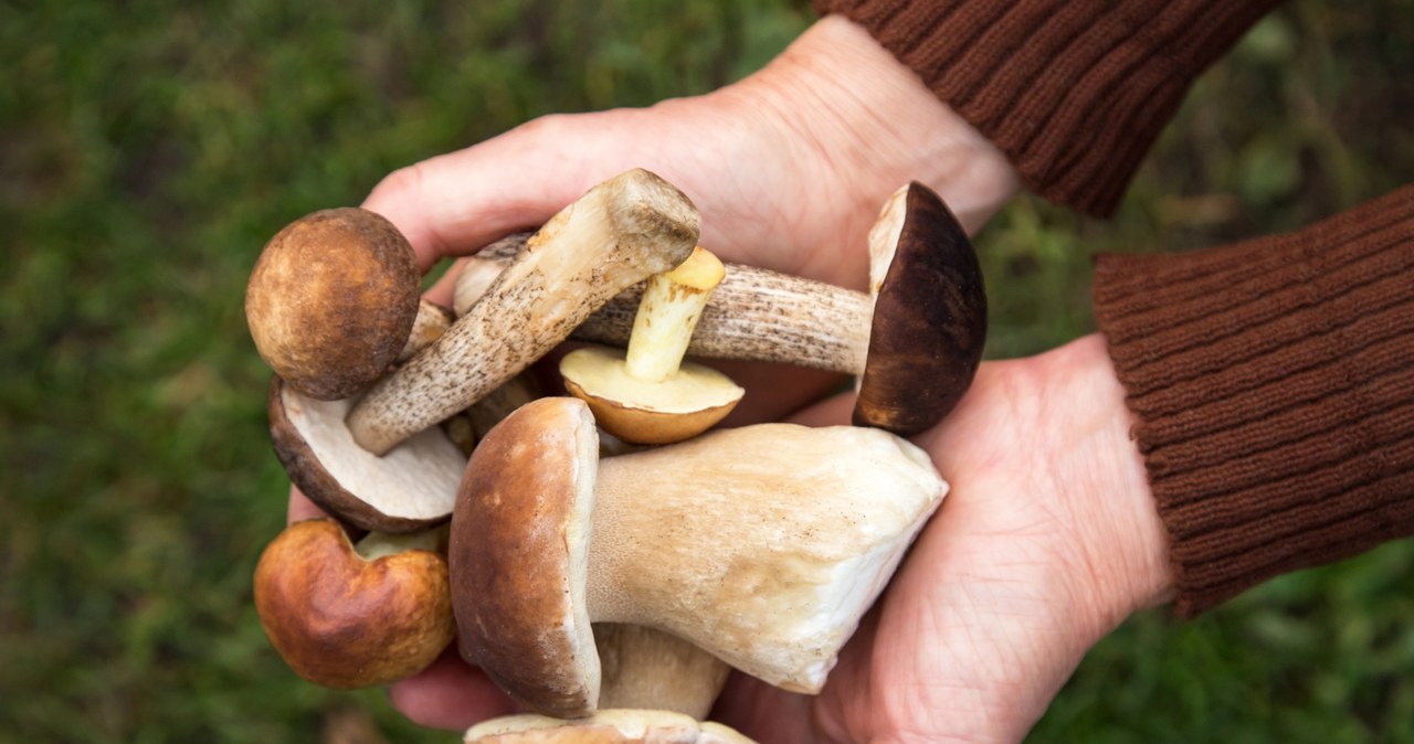 Grzyby to smak jesieni, ale trzeba obchodzić się z nimi ostrożnie. Nawet jadalne potrafią zaszkodzić, jeśli nie są świeże lub zostały źle przechowane /adobestock /INTERIA.PL