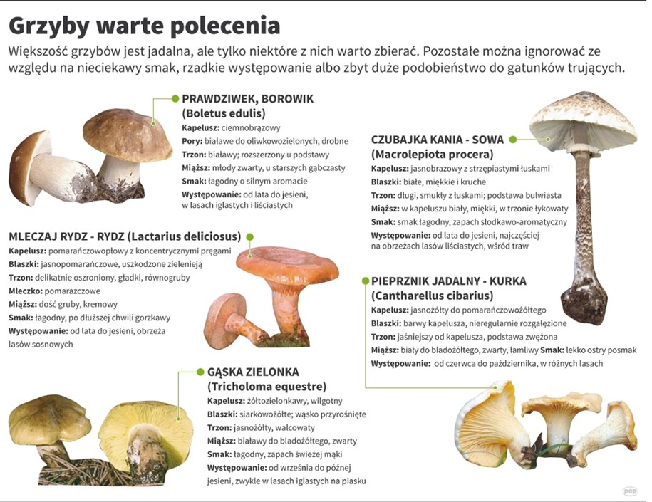 Grzyby warte polecenia /	Maciej Zieliński /PAP