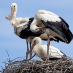bociany Gumki recepturki dziesiątkują bociany w Niemczech