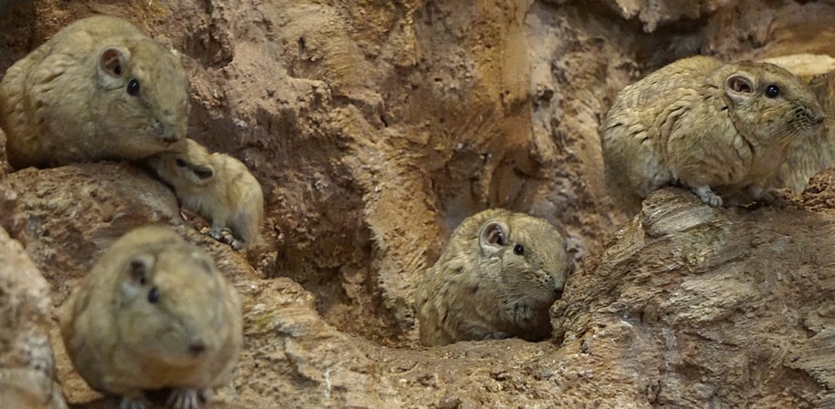 Gundie to gryzonie z północnej części Afryki, które lubią suche, skaliste i pustynne tereny /ZOO Wrocław /