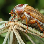 Guniak czerwczyk - uciążliwy chrząszcz