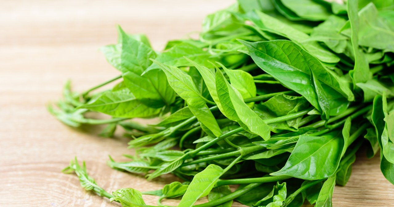 Gurmar nie bez powodu nazywany jest "niszczycielem cukru". Posiada zdolność do czasowego blokowania receptorów odpowiedzialnych za odczuwanie słodkiego smaku na języku /123RF/PICSEL