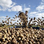 GUS notuje wysoki wzrost cen ziemniaków