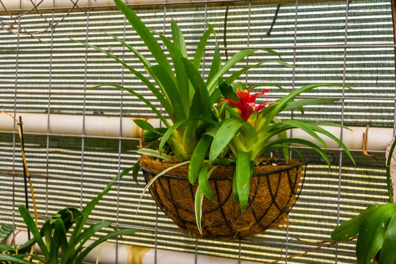 Guzmania to roślina tropikalna, świetnie radząca sobie w domowych warunkach /123RF/PICSEL