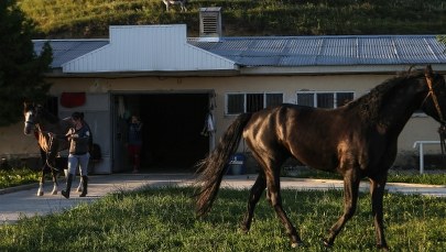 Gwałt w stadninie w Regietowie. 19-latka skrzywdzona przez dyrektora?