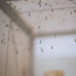 Gwałtowny wzrost zachorowań na malarię. Winna apokalipsa wśród płazów