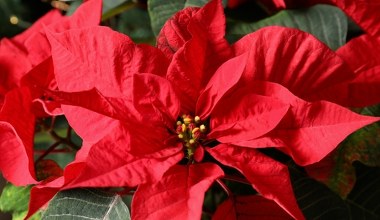 Gwiazda betlejemska nie zrzuci już ani 1 liścia. Wystarczy, że podlejesz ją tym