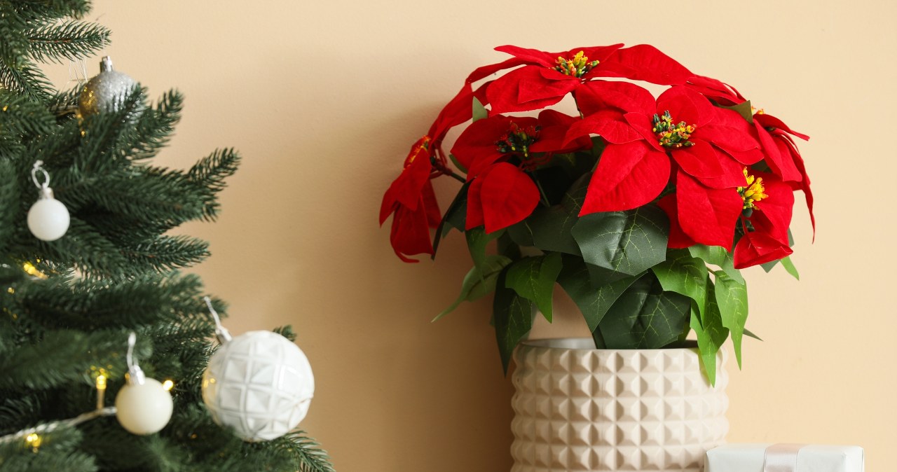 Gwiazda betlejemska to piękna ozdoba świąteczna. Trzeba jednak wiedzieć, jak o nią dbać, gdyż potrafi szybko zmarnieć i utracić swój wygląd /Pixel