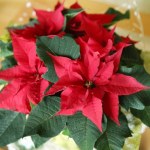 Gwiazda betlejemska więdnie? Ta przyprawa przywróci jej wigor 