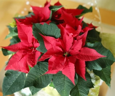 Gwiazda betlejemska więdnie? Ta przyprawa przywróci jej wigor 