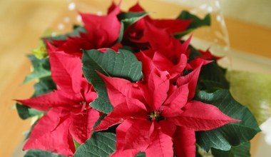 Gwiazda betlejemska więdnie? Ta przyprawa przywróci jej wigor 