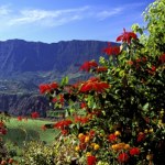 Gwiazda betlejemska z Meksyku. Jej prawdziwa natura może cię zaskoczyć