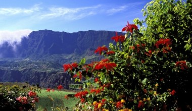 Gwiazda betlejemska z Meksyku. Jej prawdziwa natura może cię zaskoczyć
