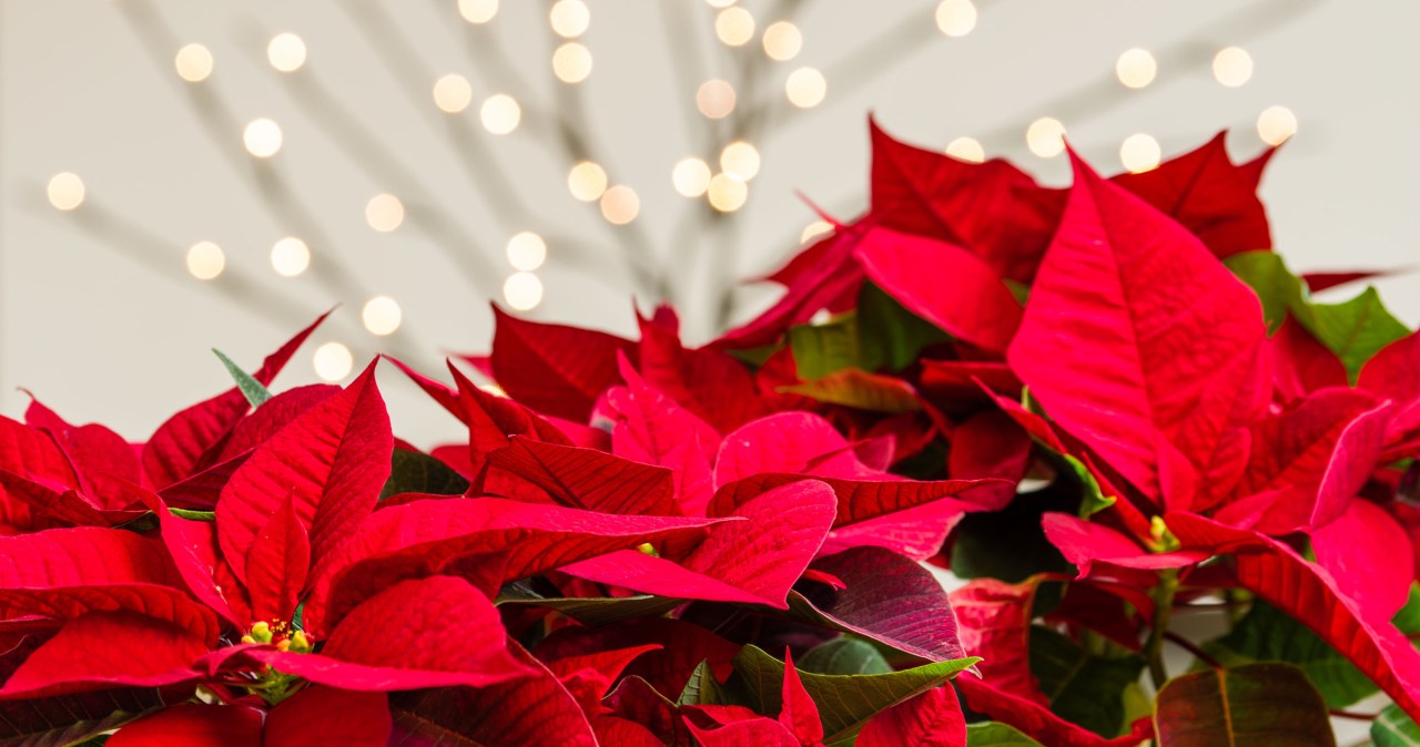 Gwiazda betlejemska zakwitnie na święta Bożego Narodzenia, jeśli zaczniemy ją nawozić. /123RF/PICSEL