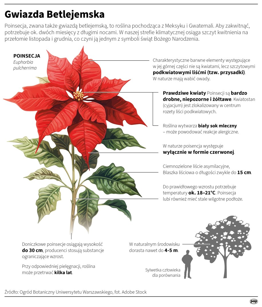 Gwiazda Betlejemska /Mateusz Krymski /PAP