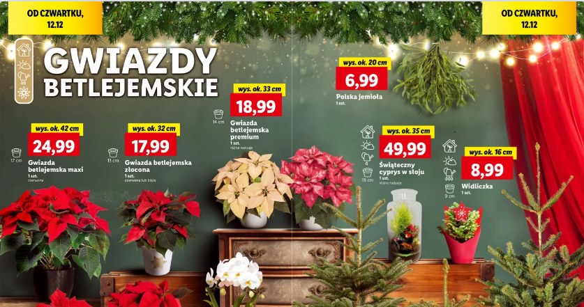 Gwiazdy betlejemskie i choinki taniej w Lidlu! /Lidl /INTERIA.PL