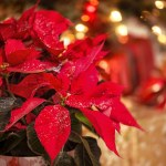 Gwiazdy betlejemskie za darmo w Lidlu! Ta świąteczna promocja to murowany hit!