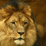 Gwiazdy Hollywood potępiają morderstwo lwa Cecila