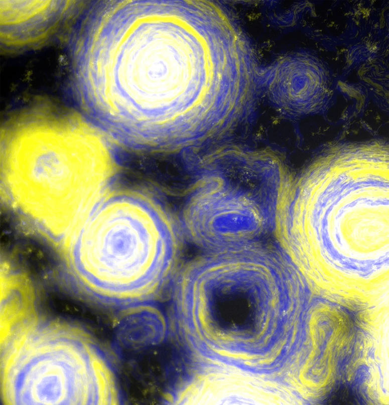 Gwiaździsta noc w wykonaniu bakterii Myxococcus xanthus /D. Wall/University of Wyoming /materiały prasowe
