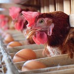 H5N1 wymyka się statystyce. Choruje więcej osób, niż się wydawało