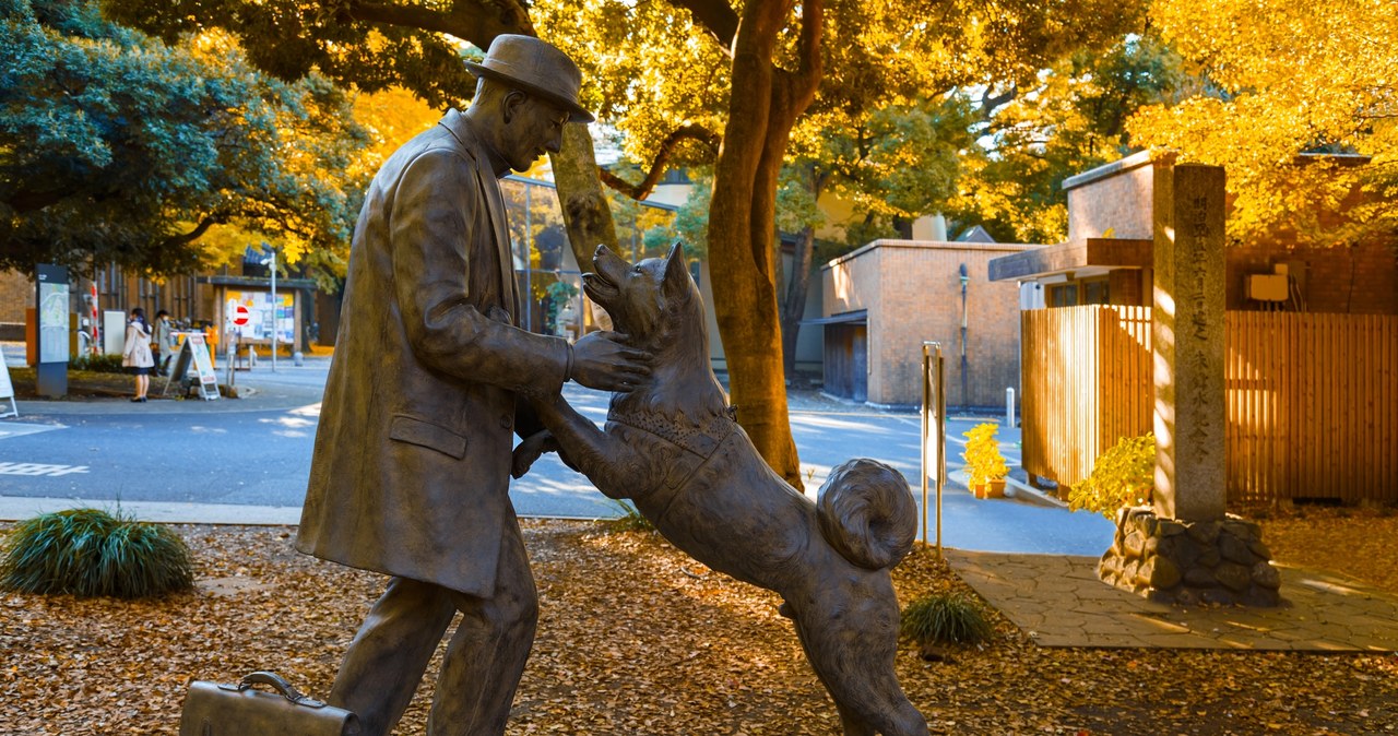 Hachiko to wyjątkowo wierny pies, który czekał na swojego właściciela nawet po jego śmierci /Pixel