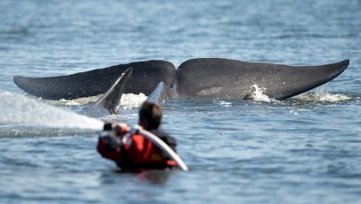 Hakerzy z Anonymous zaatakowali stronę premiera Japonii. To zemsta za plany połowu wielorybów