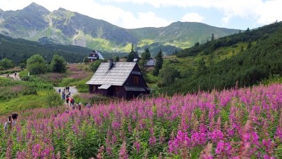Hala Gąsienicowa różowo-fioletowa za sprawą wierzbówki kiprzycy