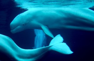 Hałas w Oceanie Arktycznym zagraża białuchom 
