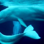 Hałas w Oceanie Arktycznym zagraża białuchom 