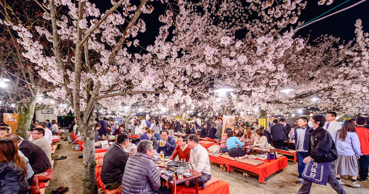 Hanami w Japonii /123RF/PICSEL