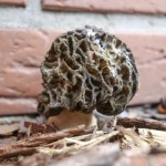 Handel chronionymi grzybami na OLX kwitnie. Do drzwi może zapukać policja