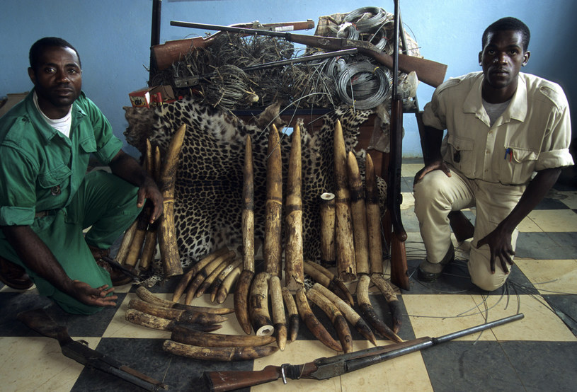 Handel kością słoniową i jej przywóz na teren UE jest nielegalny /East News