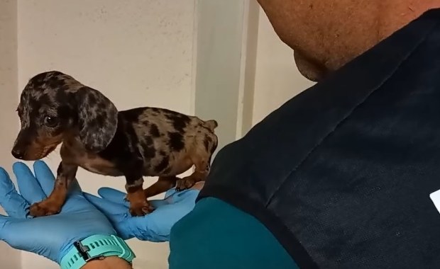 Handlowali chorymi zwierzętami. Wśród członków gangu był m.in. weterynarz