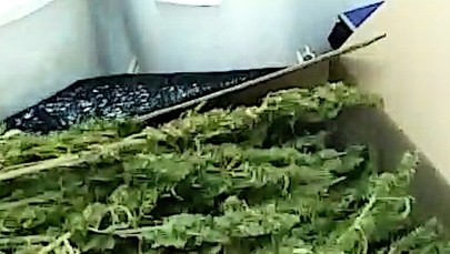 Handlowali narkotykami pod pozorem medycznej marihuany