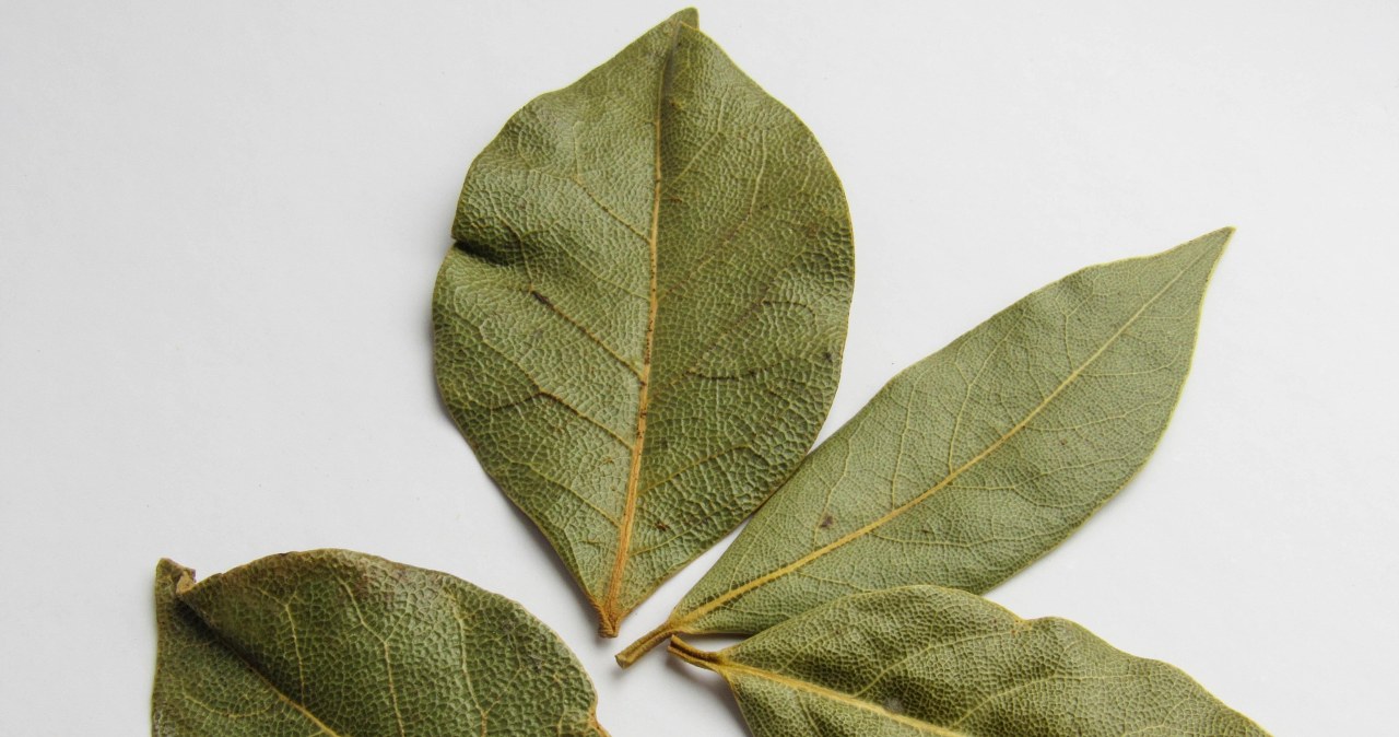 Характерний, злегка пряний аромат лаврового листя здатний повністю змінити смак страви, додаючи їй виразності /pixabay.com