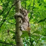 Resko Harce trzech młodych rysi. Zobacz filmy!