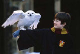 Harry Potter i Hedwiga /