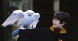 Harry Potter i Hedwiga /