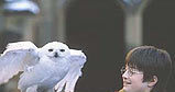 Harry Potter i jego sowa /