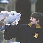 Harry Potter i sowy