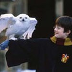 Harry Potter zagraża sowom
