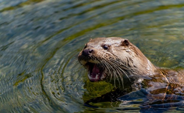 Harry z Rotterdamu zamieszkał w łódzkim zoo 