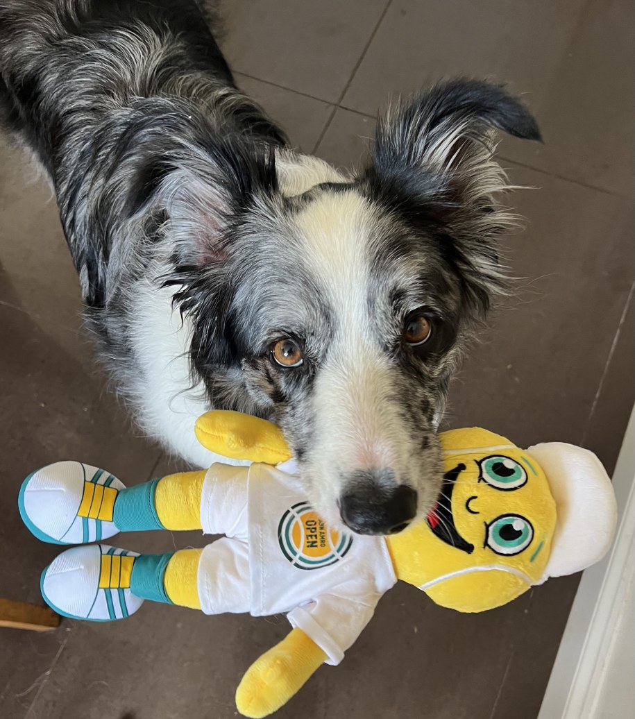 Harvey z jedną z zabawek /Department of Ethology / Eötvös Loránd University /Materiały prasowe