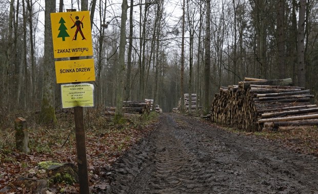 Harwestery nie wjeżdżają do Puszczy. Na razie tylko prace ręczne