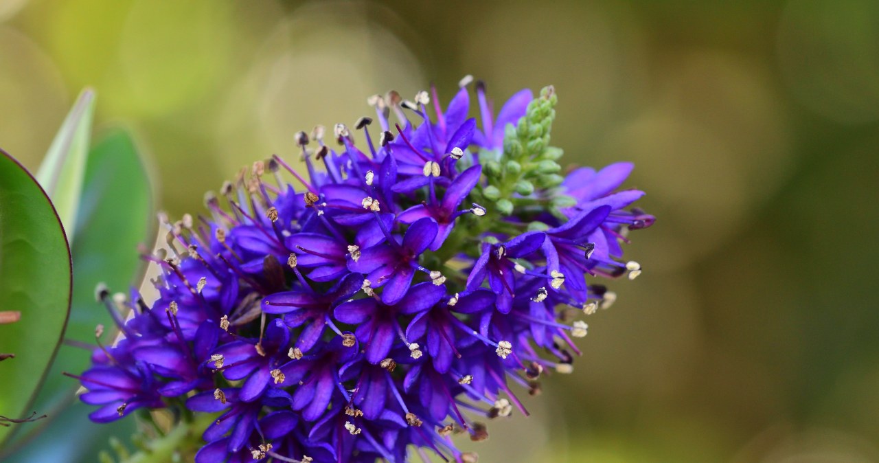 Hebe to wspaniała ozdoba ogrodu /123RF/PICSEL